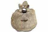 Hadrosaur (Edmontosaurus) Caudal Vertebra - Wyoming #349469-2